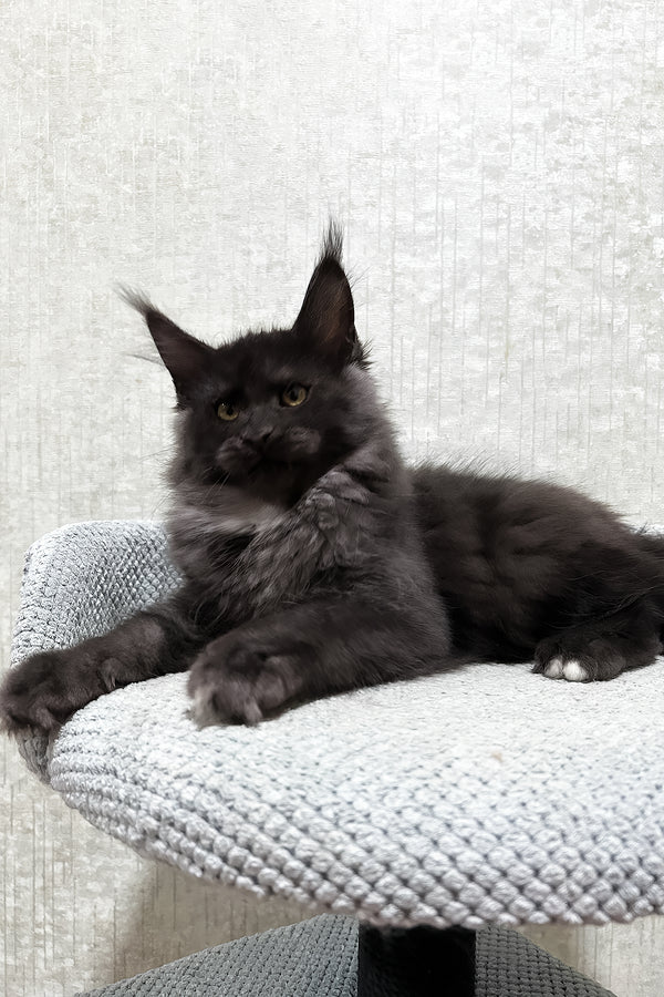 Felix | Maine Coon Kitten