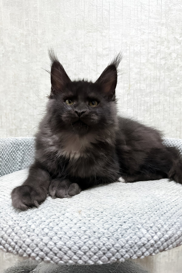 Felix | Maine Coon Kitten