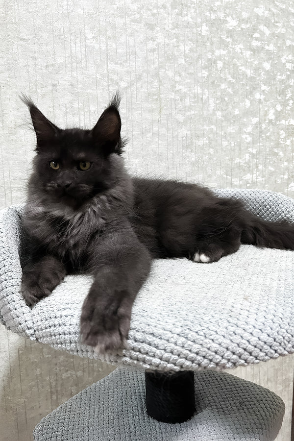 Felix | Maine Coon Kitten