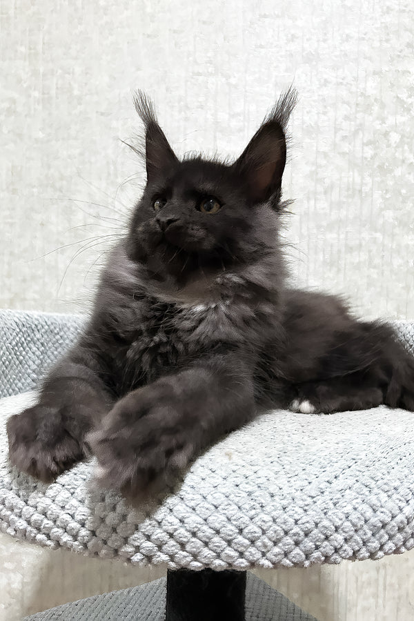 Felix | Maine Coon Kitten