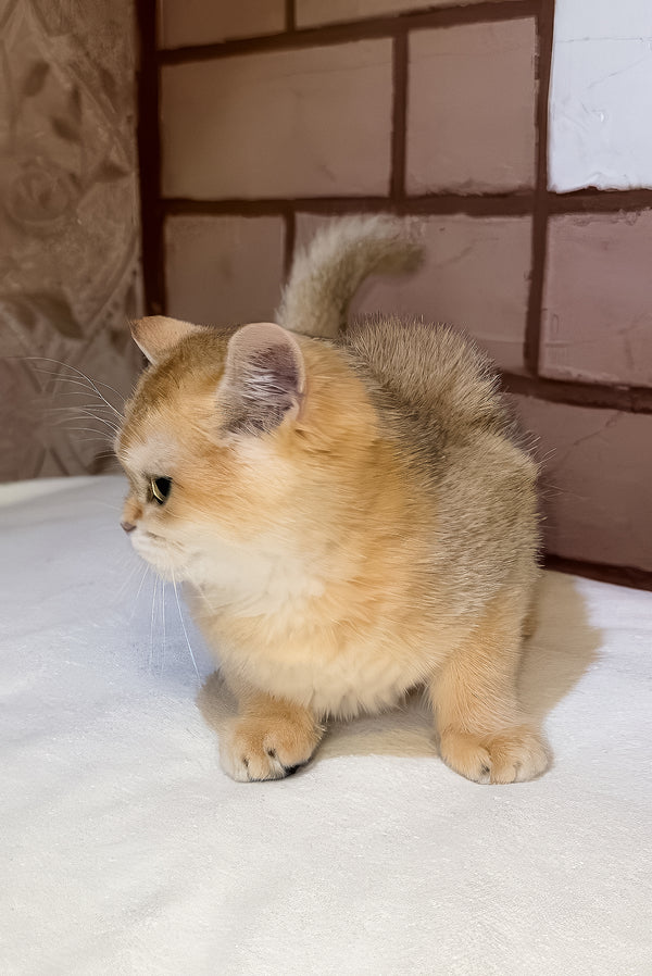 Felix | Scottish Straight Kitten