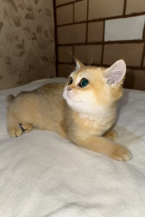 Felix | Scottish Straight Kitten