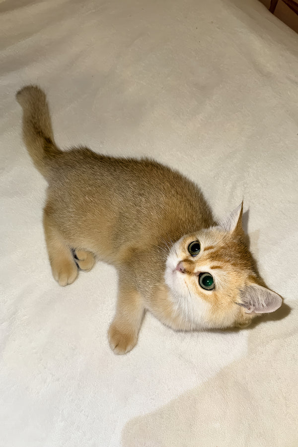 Felix | Scottish Straight Kitten