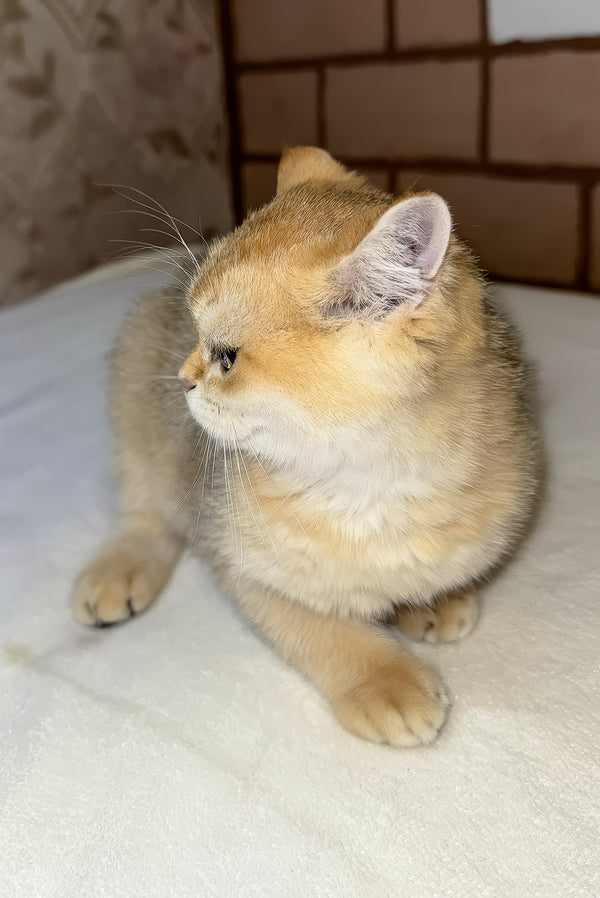 Felix | Scottish Straight Kitten