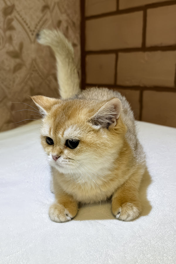 Felix | Scottish Straight Kitten