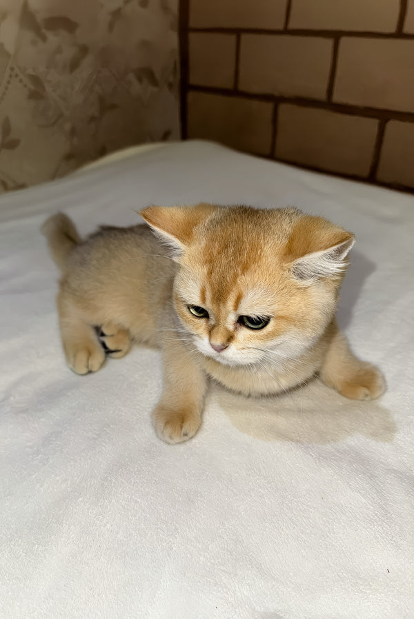 Felix | Scottish Straight Kitten