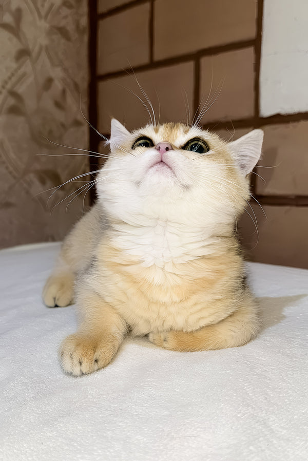Felix | Scottish Straight Kitten