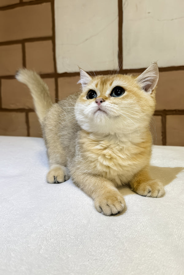 Felix | Scottish Straight Kitten