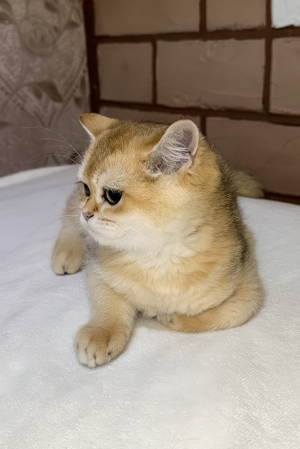 Felix | Scottish Straight Kitten