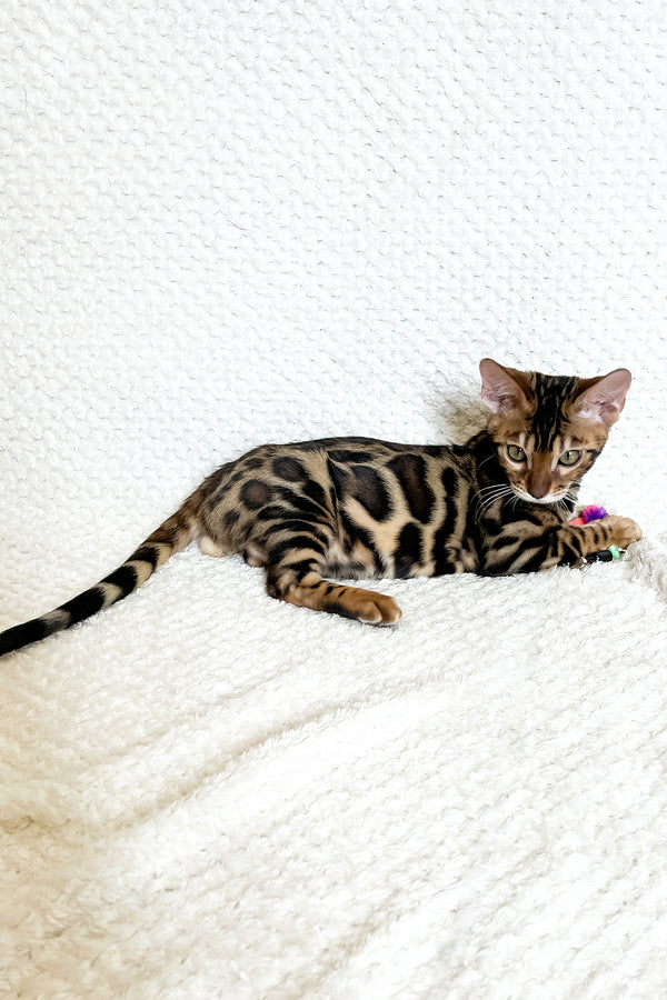 Felix | Bengal Kitten