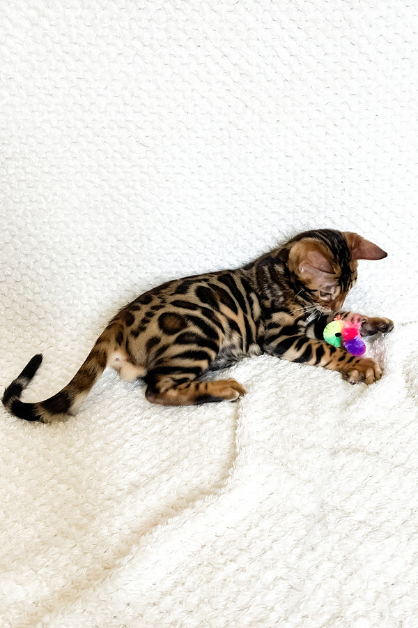 Felix | Bengal Kitten