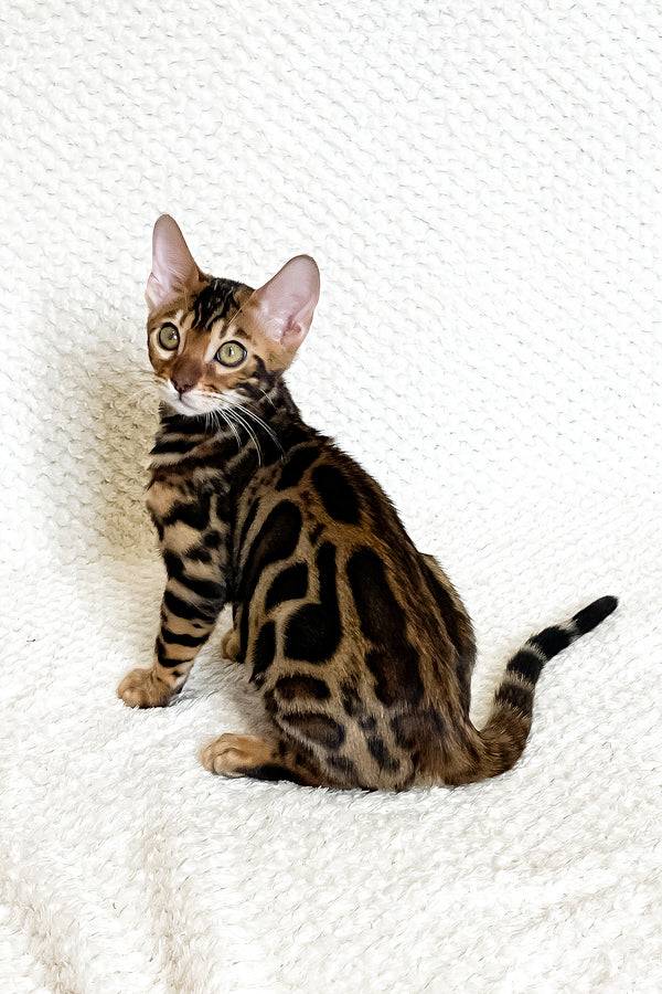 Felix | Bengal Kitten