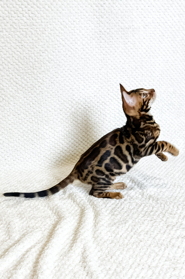 Felix | Bengal Kitten