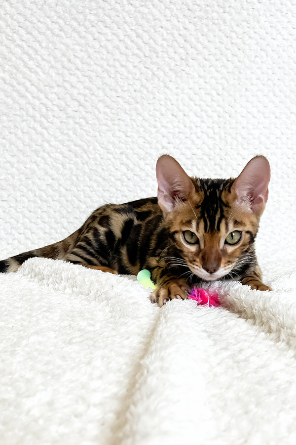 Felix | Bengal Kitten