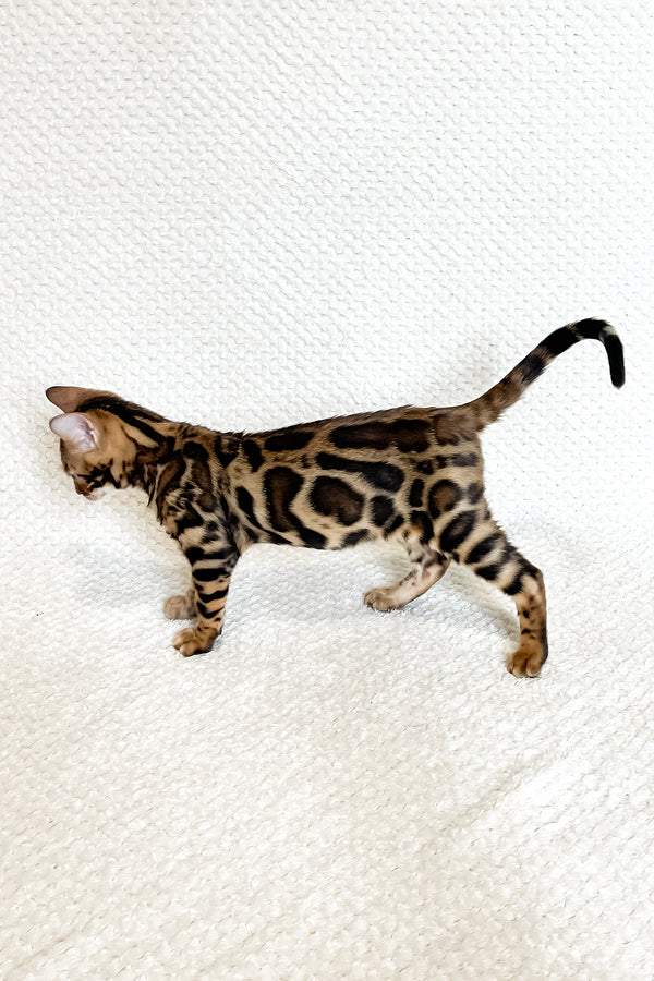 Felix | Bengal Kitten