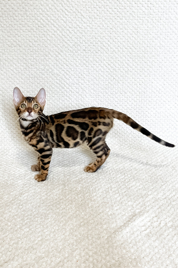Felix | Bengal Kitten