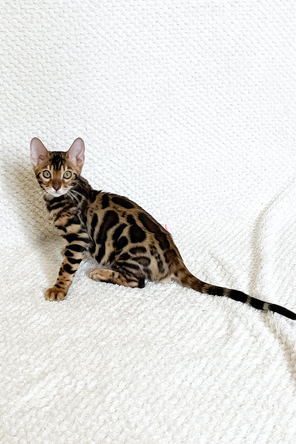 Felix | Bengal Kitten
