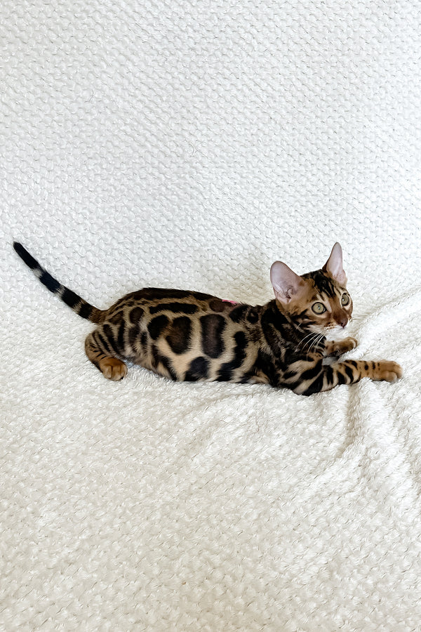 Felix | Bengal Kitten