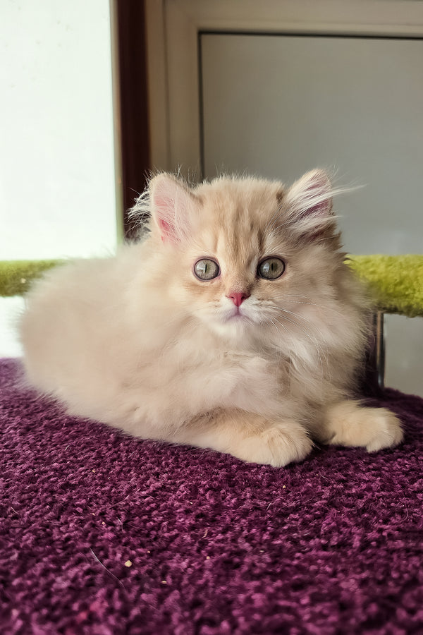 Felix | British Longhair Kitten