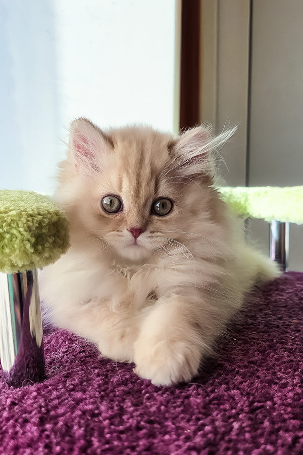 Felix | British Longhair Kitten