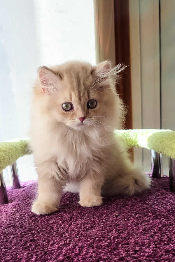Felix | British Longhair Kitten