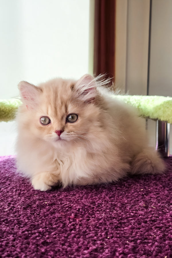 Felix | British Longhair Kitten