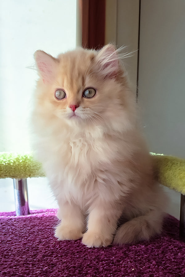 Felix | British Longhair Kitten