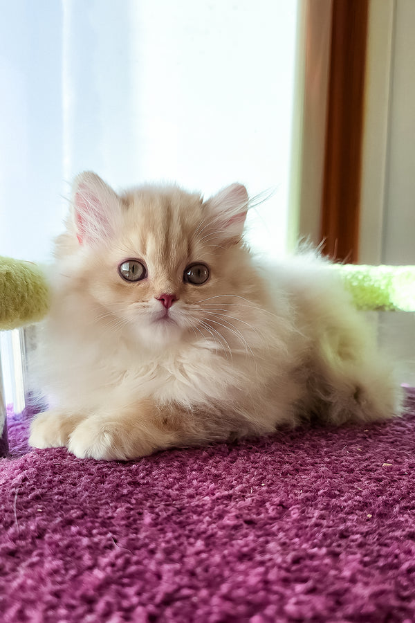 Felix | British Longhair Kitten