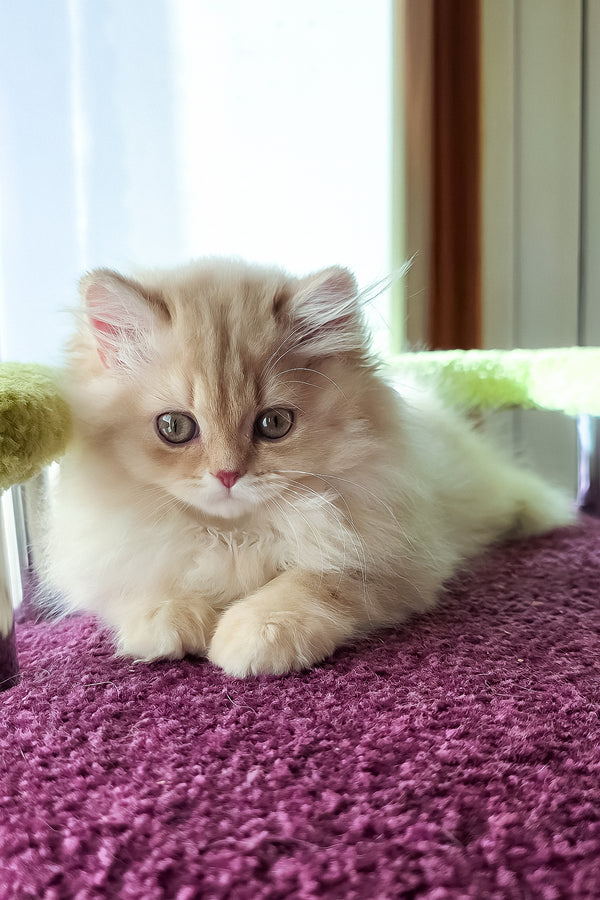 Felix | British Longhair Kitten