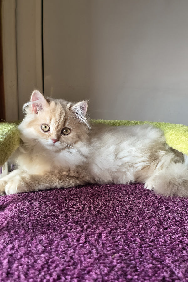 A british longhair kitten with a golden shaded coat and green eyes lounging on a plush purple carpet