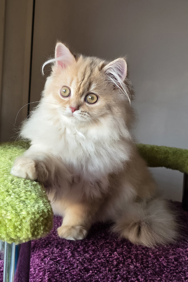 A fluffy british longhair kitten with a golden shaded coat sitting on a green cushioned surface