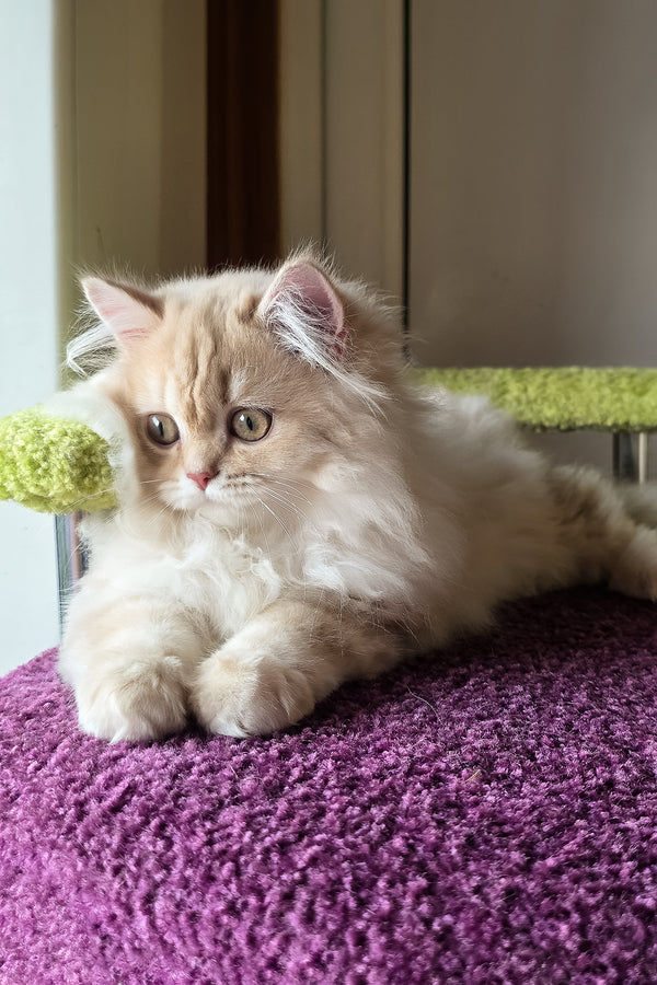 Felix british longhair kitten with a fluffy cream golden shaded coat and green eyes resting on a plush purple surface