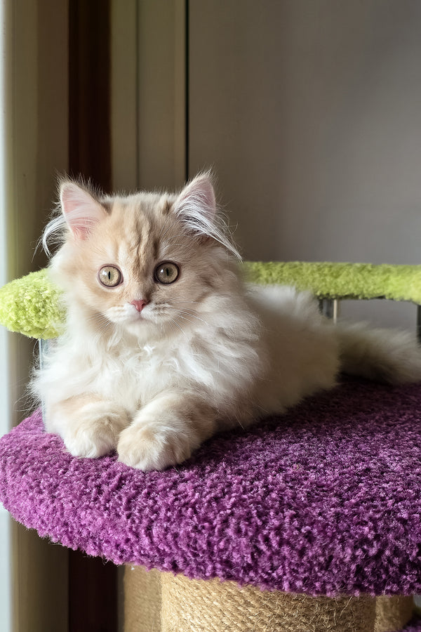 Fluffy cream british longhair kitten with golden shaded coat resting on plush purple cat tree platform