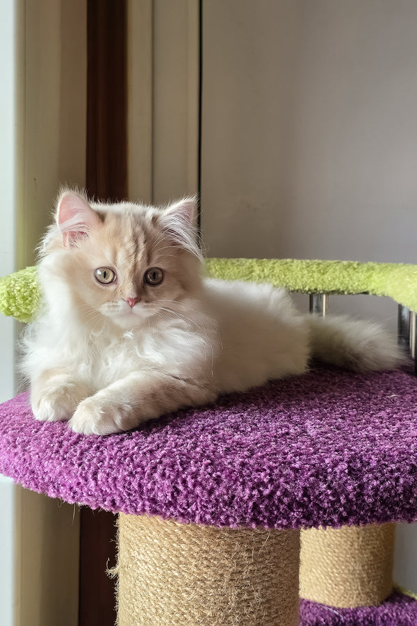 Fluffy british longhair kitten with golden shaded coat lounging on a purple carpeted cat tree platform