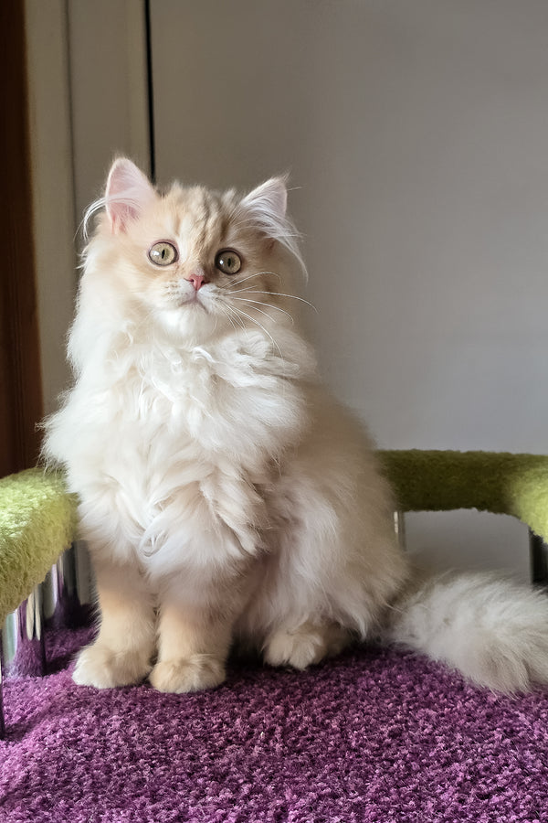 Felix british longhair kitten with a fluffy cream golden shaded coat and striking green eyes on a purple carpet