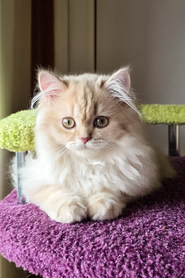 Fluffy british longhair kitten with a golden shaded coat and soft golden eyes resting on a plush purple surface