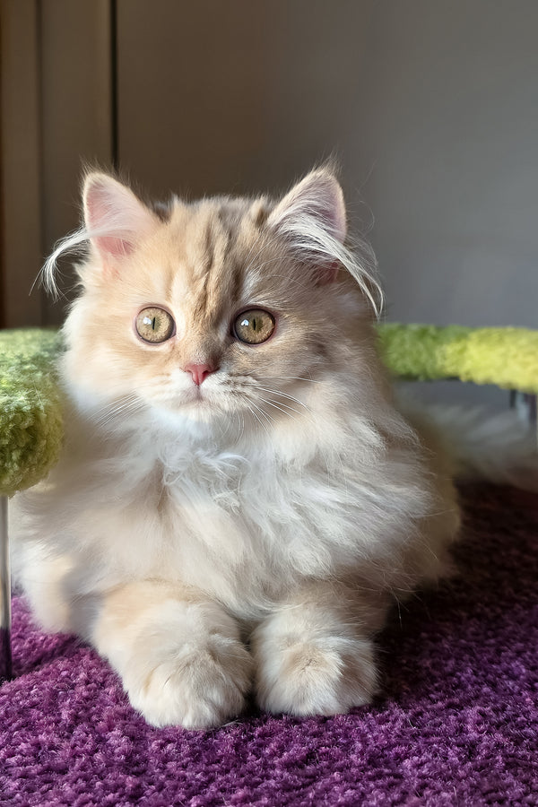 Fluffy british longhair kitten felix with a blue golden shaded cream and gold coat and striking green eyes