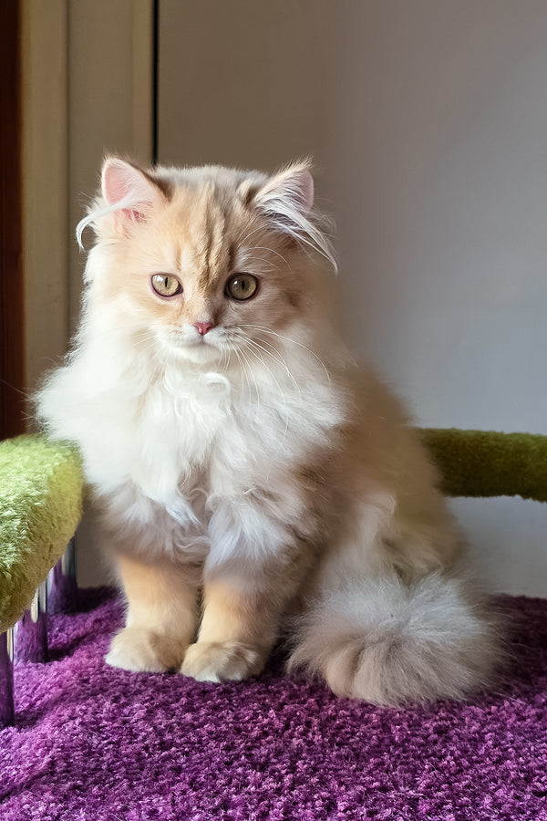 Felix british longhair kitten with a fluffy golden shaded coat sitting on a purple carpet looking attentive