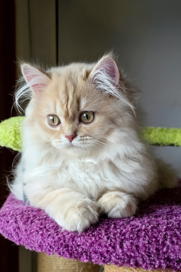 Fluffy cream-colored british longhair kitten with golden shaded coat resting on purple textured cat tree platform