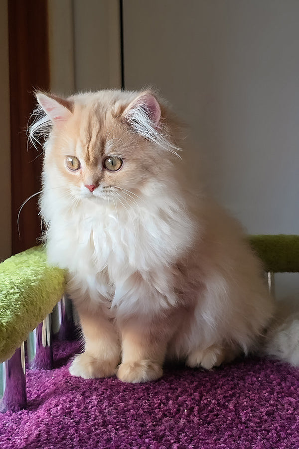 Felix british longhair kitten with a fluffy cream golden shaded coat and striking golden eyes sitting on purple rug
