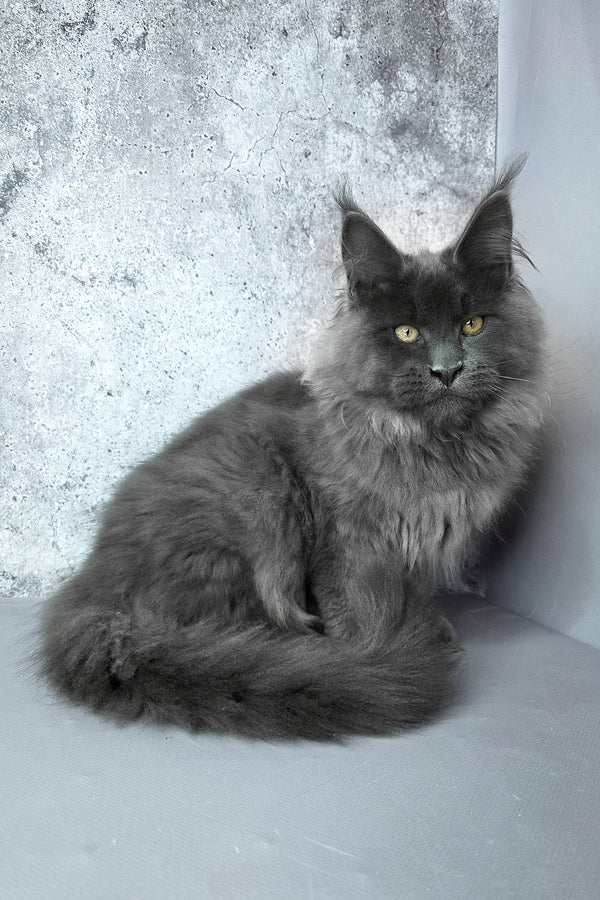 Felix | Maine Coon Kitten