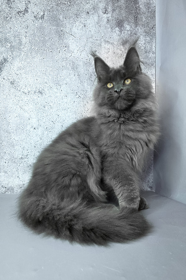 Felix | Maine Coon Kitten