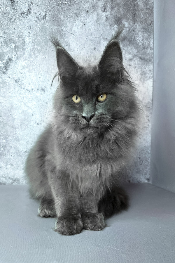 Felix | Maine Coon Kitten