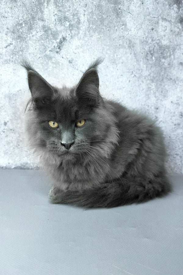 Felix | Maine Coon Kitten