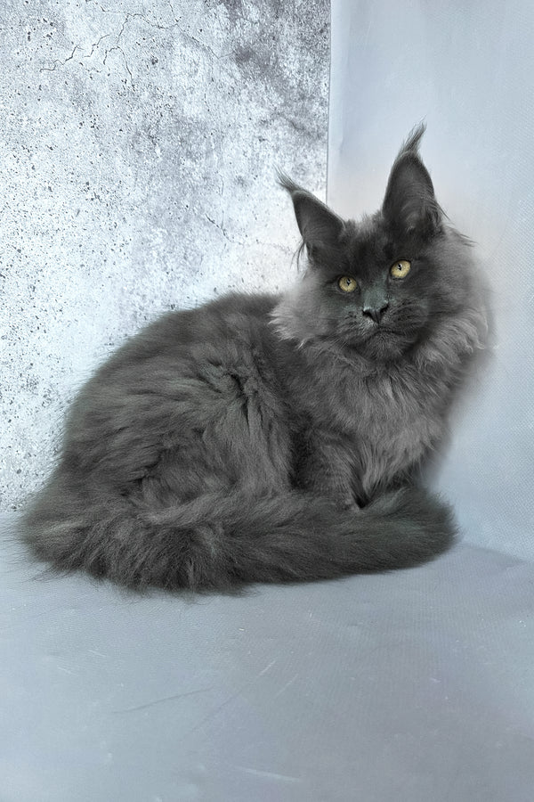 Felix | Maine Coon Kitten