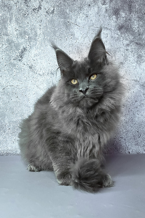 Felix | Maine Coon Kitten
