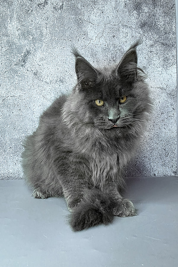 Felix | Maine Coon Kitten