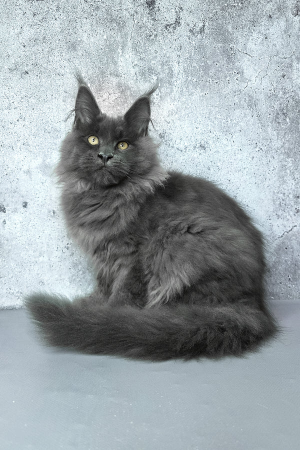 Felix | Maine Coon Kitten