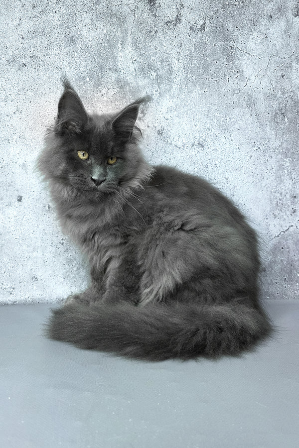 Felix | Maine Coon Kitten