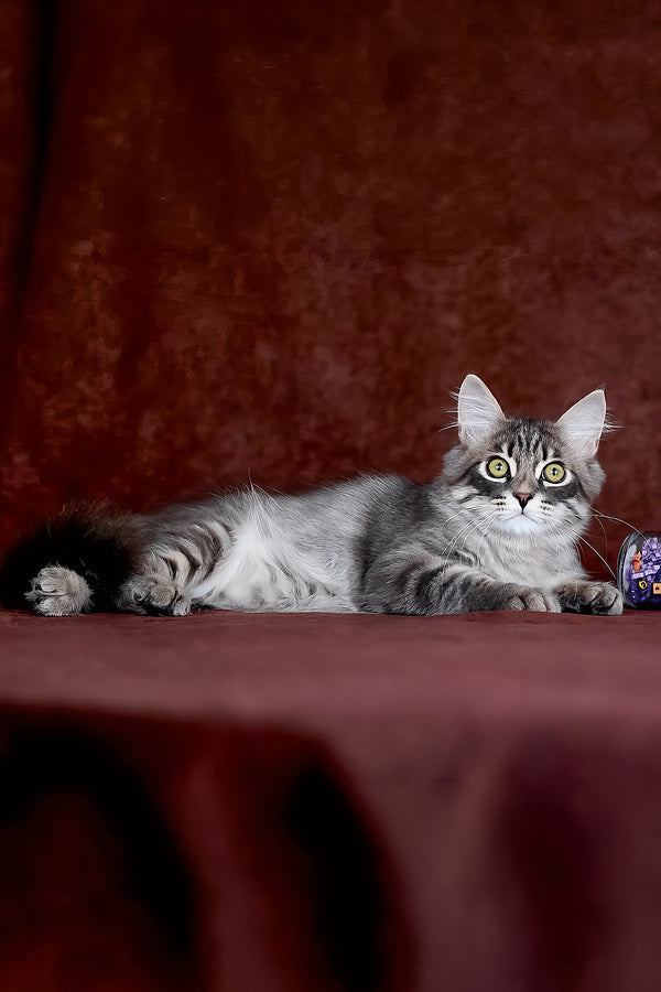 Fellix | Siberian Kitten